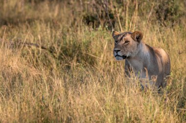 Otların arasında yürüyen bir dişi aslan.