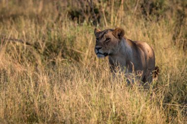 Otların arasında yürüyen bir dişi aslan.
