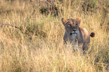 Kameraya oynadığı bir dişi aslan.