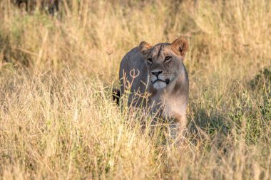 Otların arasında yürüyen bir dişi aslan.