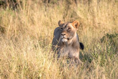 Otların arasında yürüyen bir dişi aslan.
