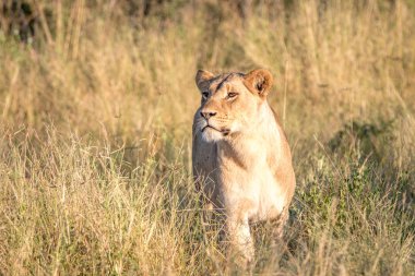 Otların arasında yürüyen bir dişi aslan.