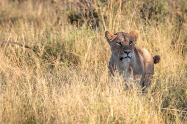 Kameraya oynadığı bir dişi aslan.
