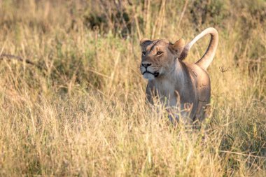 Otların arasında yürüyen bir dişi aslan.