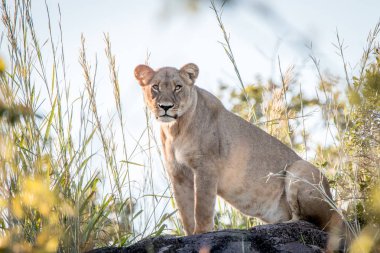 Bir dişi aslan duran bir sırt üzerinde.