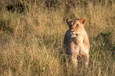 Otların arasında yürüyen bir dişi aslan.