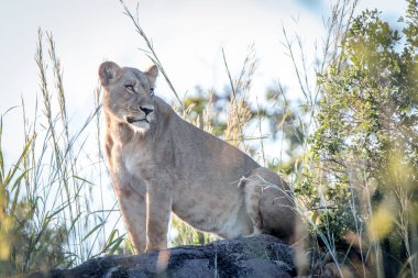 Bir dişi aslan duran bir sırt üzerinde.