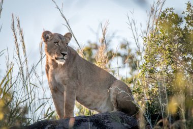 Bir dişi aslan duran bir sırt üzerinde.