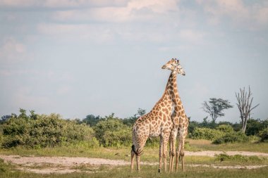 Otların arasında bağ iki zürafa.
