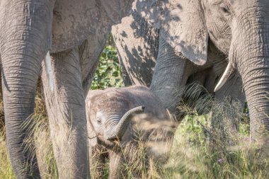 Kameranın doğru yürüyen bir genç fil.