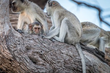 Bir ağaç üzerinde dinlenme birkaç Vervet maymunları.