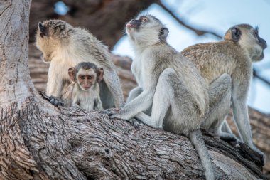 Several Vervet monkeys resting on a tree. clipart