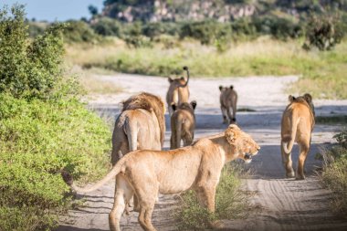 Yolda yürürken aslan gurur.