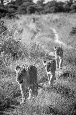 Yolda yürürken aslan gurur.