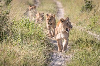 Yolda yürürken aslan gurur.