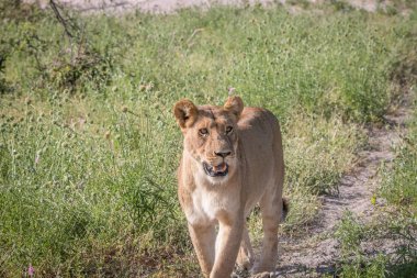 Kameranın doğru yürüyen bir aslan yavrusu.