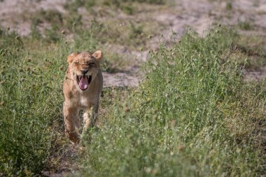 Kameranın doğru yürüyen bir aslan yavrusu.