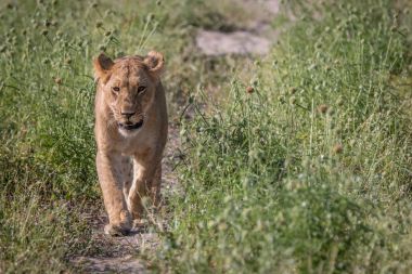 Kameranın doğru yürüyen bir aslan yavrusu.