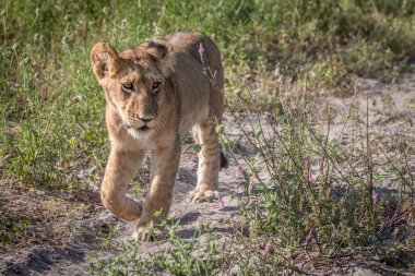 Kameranın doğru yürüyen bir aslan yavrusu.