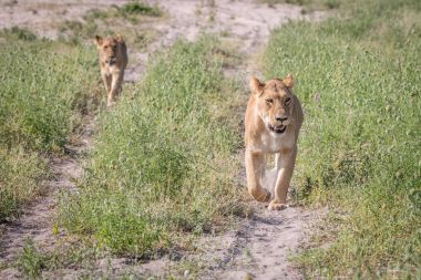 Kameranın doğru yürüyen iki aslan.