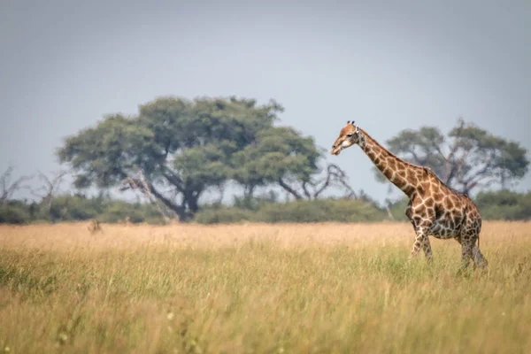 Una giraffa che cammina nell'erba . — Foto Stock