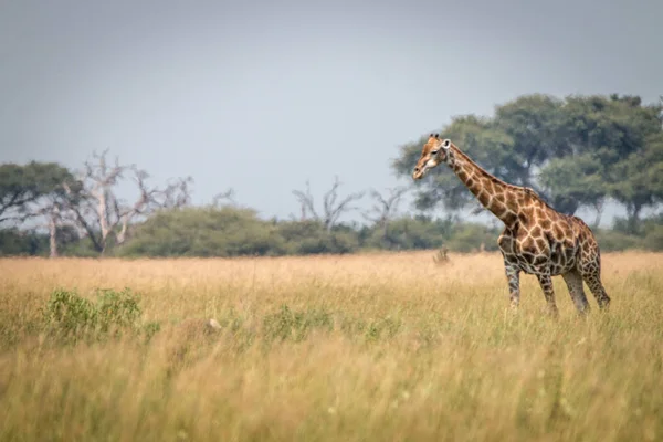 Una jirafa caminando en la hierba . — Foto de Stock