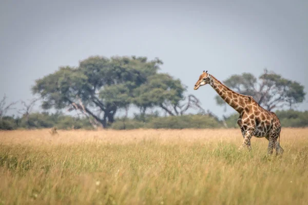 Uma girafa andando na grama . — Fotografia de Stock