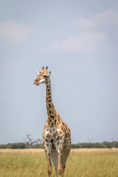 Una jirafa de pie frente a la cámara . — Foto de Stock