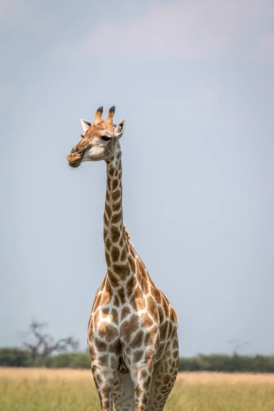 Une girafe debout devant la caméra . — Photo
