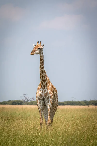 Una jirafa de pie frente a la cámara . — Foto de Stock