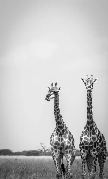 Deux girafes debout dans l'herbe . — Photo