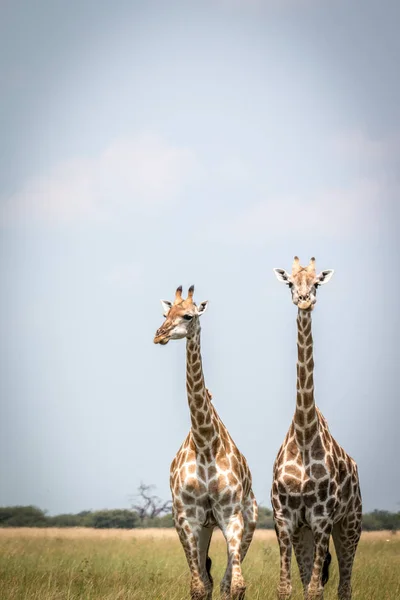 Dos jirafas de pie en la hierba . — Foto de Stock