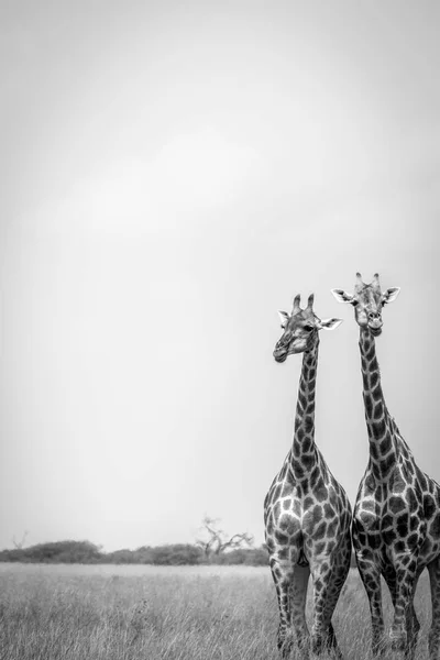 Duas girafas de pé na grama . — Fotografia de Stock