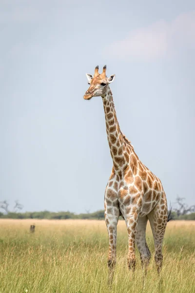 Una jirafa caminando en la hierba . — Foto de Stock