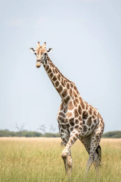 Otların arasında yürüyen bir zürafa. — Stok fotoğraf