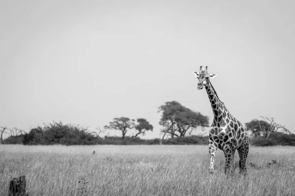 Une girafe marchant dans l'herbe en noir et blanc . — Photo