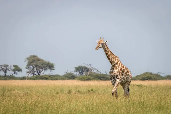 Uma girafa andando na grama . — Fotografia de Stock