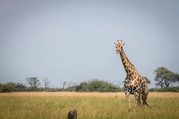 Una jirafa caminando en la hierba . — Foto de Stock