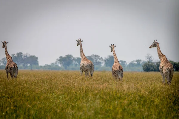 Deux girafes marchant dans l'herbe . — Photo