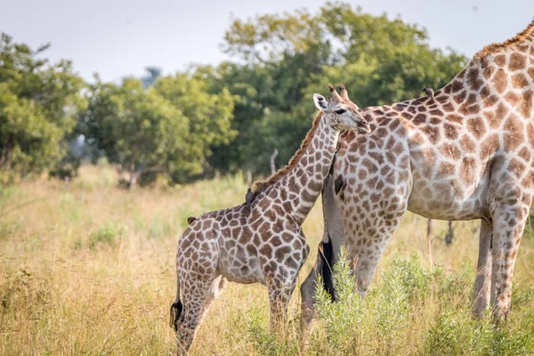 Una jirafa bebé vinculación con la madre . — Foto de Stock