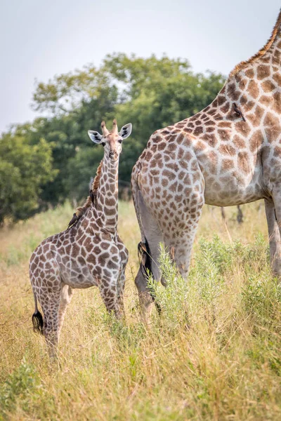 Um bebê Girafa estrelando a câmera . — Fotografia de Stock