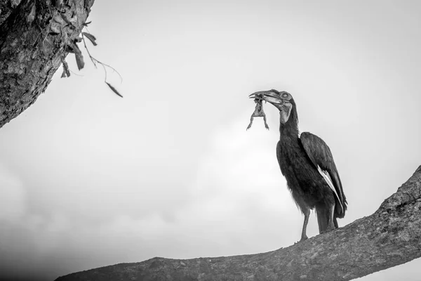 A Southern ground hornbill with a kill. — Stock Photo, Image