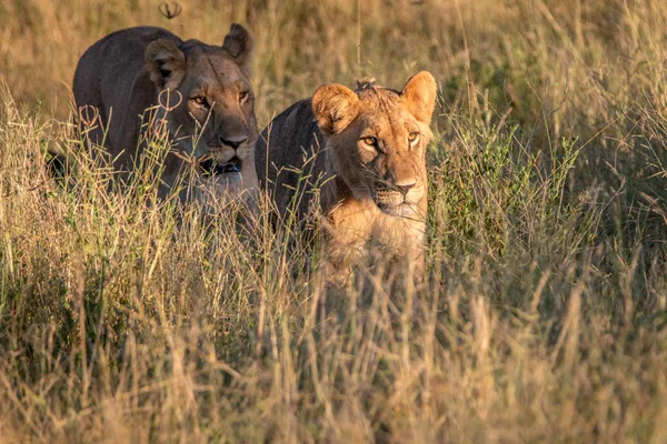 Dois Leões andando na grama . — Fotografia de Stock