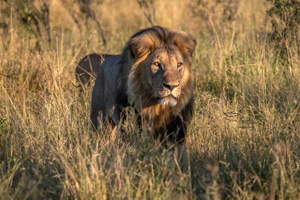 Een mannelijke leeuw, wandelen in het gras. — Stockfoto