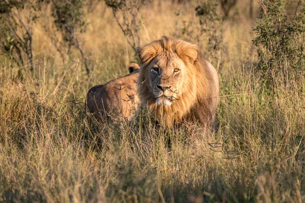 Twee leeuwen lijmen in het gras. — Stockfoto