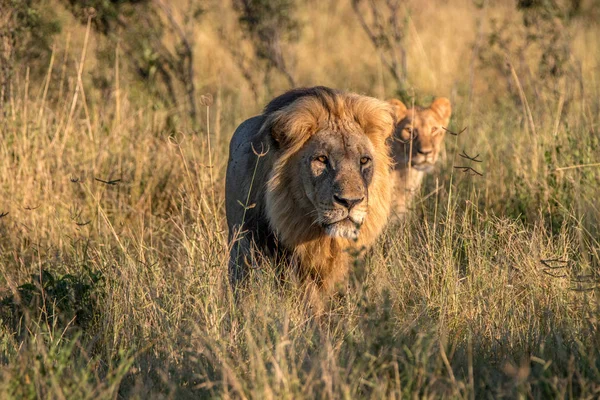 Dos Leones caminando en la hierba . —  Fotos de Stock