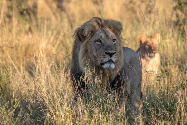 A male Lion standing in the grass.