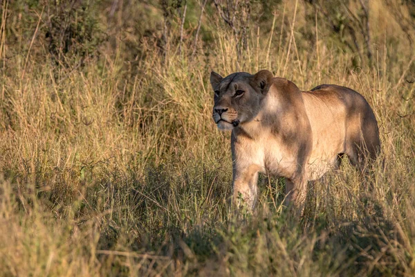 Een vrouwelijke Leeuw, wandelen in het gras. — Stockfoto