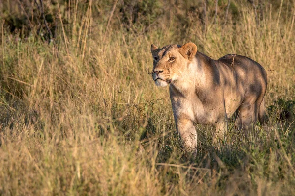 Une femelle lion marchant dans l'herbe . — Photo