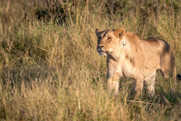 Uma Leão fêmea caminhando na grama . — Fotografia de Stock